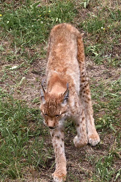 Ryś Trawie Czujny Koci Izolatka Koty Brak Ludzi Roślinność Zieleń — Zdjęcie stockowe