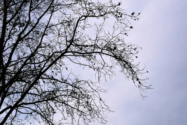 Silhouette Branches Arbres Contre Ciel Bleu Illuminé Vertébrés Feuilles Brindilles — Photo