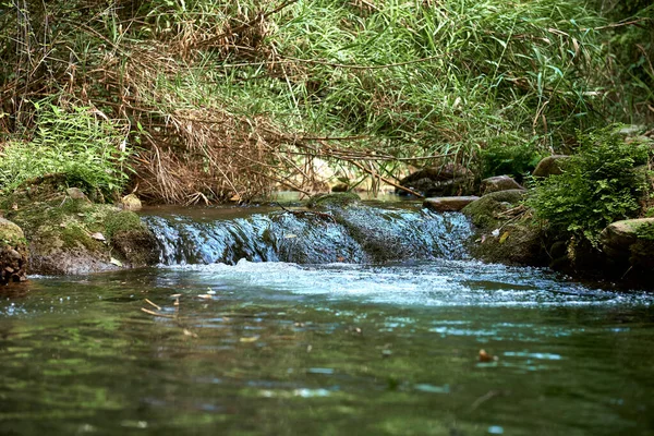 Kleiner Wasserfall Einem Gebirgsfluss Einem Sonnigen Tag Schilfbögen Vegetation Einsam — Stockfoto
