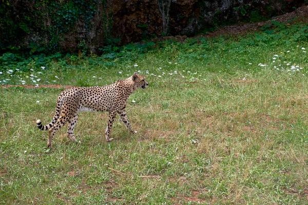 Een Cheeta Rechtop Droge Savanne Groen Zonnig Gevlekt Katachtig Onbevolkt — Stockfoto