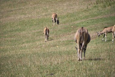 Savanda beslenen birkaç tane Eland antilobu. Arka taraf, bitki örtüsü, yeşil, güneşli