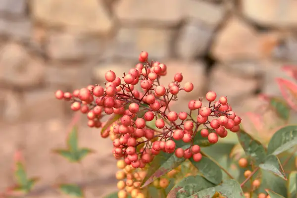 Κόκκινοι Καρποί Του Φυτού Cornicabra Φόντο Εκτός Εστίασης — Φωτογραφία Αρχείου