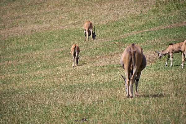 Több Eland Antilop Táplálkozik Szavannából Hátsó Rész Növényzet Zöld Napos — Stock Fotó