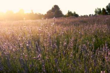 Lavanta bitkisi yaprakları, lavanta bitkisi yaprakları. Lavanta bitkisinin yaprakları. Makro fotoğrafçılık, detay, aşırı açık gökyüzü, mor, renkli, odak dışı arka plan, güneşli, serbest alan. Güneş