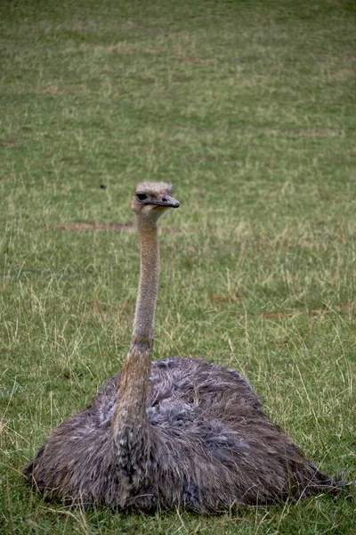 Solitary Ostrich Sitting Meadow Details Quietness Front View Grass Foliage — Stok Foto