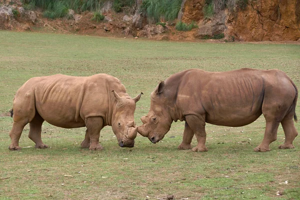 Duas Rinocerontes Frente Uma Para Outra Cabeça Cabeça Grama Detalhe — Fotografia de Stock