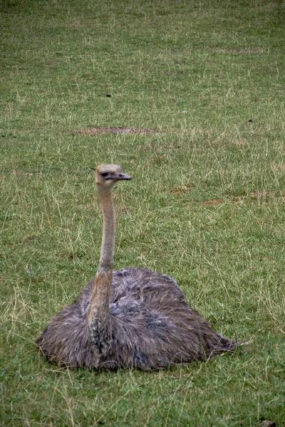 Solitary Ostrich Sitting Meadow Details Quietness Front View Grass Foliage — Fotografia de Stock