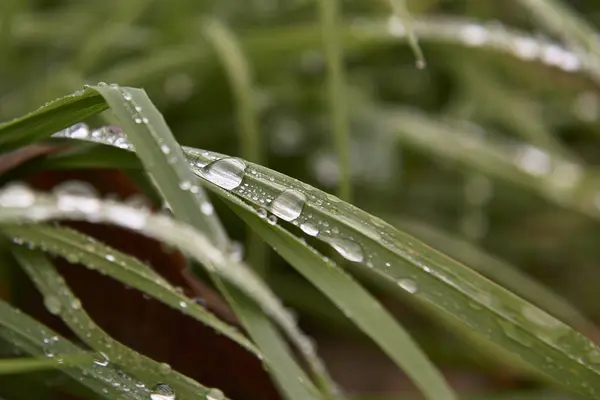 Several drops of water on weed stalks.Out-of-focus background, straight lines, detail photography, green
