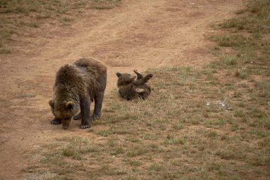 Dişi ayı, yavrusuyla dağlarda ot yiyor. Buzağı, kahverengi köpek, yalnız, yemek, ön manzara.