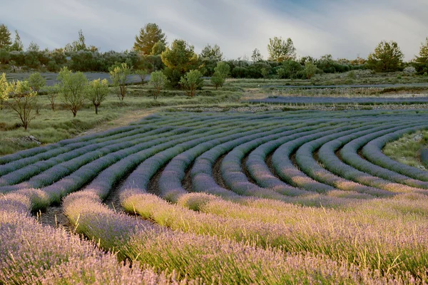 A vibrant lavender field in full bloom basks under the sun. The neatly arranged rows create a mesmerizing pattern of perpendicular and parallel lines, leading to a distant line of trees. The air is filled with the intoxicating scent of lavender