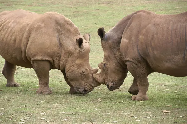 Two rhinos come face to face to fight it out.Detailed photography, green, mammals, herbivores