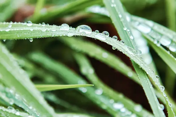 A few drops of rainwater on thin leaves. Macro photography, out-of-focus background, front view