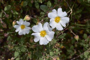 Beyaz ve sarı jaguarzo morisco çiçekleri. Kistus salviifolius, bulanık ve yeşil arkaplan