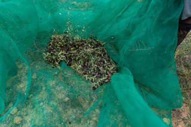 Zamansız geleneklere göre bol miktarda zeytin toplandı. Akdeniz güneşinin altındaki yeşil örümceklerin arasından ustalıkla seçilen eller..