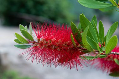 Bu büyüleyici makro fotoğrafta kırmızı bir fırça çiçeğinin ince ayrıntıları ortaya çıktı.