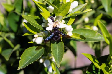 Minyatür bir harikalar diyarına adım at. Bir yaban arısı narin kokulu portakal ağaçlarının arasında zarifçe dolaşırken makro fotoğrafçılık yoluyla enfes detaylarla yakalanmış ve narin tozlaşma dansını sergiliyor.