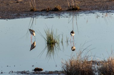 Huzurlu bataklıkta, siyah kanatlı ayaklıklardan oluşan bir ikili hafifçe beslenir, zarif şekilleri biraz bulanıklaşır, yansımalar ise huzurlu bir su yüzeyini süsler,