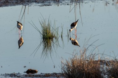 Bataklıkların sükûnetinin ortasında, siyah kanatlı ayaklıklardan oluşan bir ikili hafif bir bulanıklıkla besleniyor, şekilleri bulanıklaşırken, aşağıdaki sakin sularda yansımalar serinliği resmediyor.