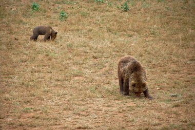 Dişi ayı, yavrusuyla dağlarda ot yiyor. Buzağı, kahverengi köpek, yalnız, yemek, ön manzara.