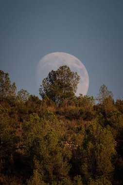 Bir dağın arkasında dolunay. Çam ağaçları, aydınlık gökyüzü, ayın kraterlerinin ayrıntıları..