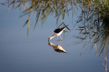 Siyah kanatlı Stilt 'in, hem kendisinin hem de çevresinin yansımaları arasında, sulak arazinin huzur veren güzelliğini yakalayarak, suyun aynalı yüzeyinde zarifçe gezindiği sakin bir sahne ortaya çıkıyor.