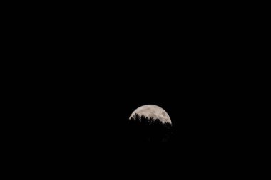 Ay 'ın Yükselişi Huzuru: Dolunay Gece Tutsağında Ağaçların Arasında Ortaya Çıkıyor. Dolunay ufkun üzerinde yükselen, siluetli ağaçların çerçevelediği, uçsuz bucaksız negatif alana karşı sakin bir gece manzarası.