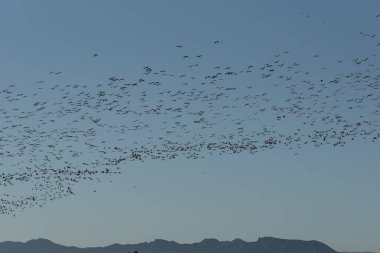 Flamingo Balesi Albufera 'nın Gök Kubbesi' nde. Büyüleyici bir manzarada flamingolar Albufera 'nın masmavi gökyüzünde zarif bir şekilde dans eder. Valencia' nın kıyı manzarasının ruhani güzelliğini somutlaştırır..