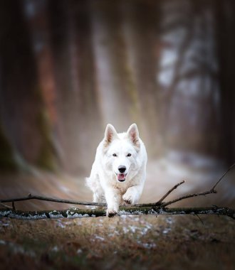 Beyaz İsviçreli çobanlar yürürken poz veriyor, zıplıyor ve gülümsüyor