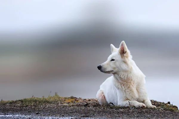 Weiße Schweizer Schäferhunde Liegen Posieren Springen Und Lächeln Beim Gehen — Stockfoto