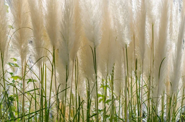 Natürliche Strukturierte Hintergrund Der Grünen Dekorativen Gras — Stockfoto