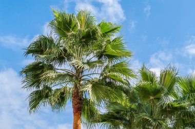 Mavi gökyüzüne karşı palmiye ağacı, doğal tropik arkaplan
