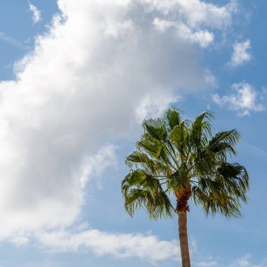 Mavi gökyüzüne karşı palmiye ağacı, doğal tropik arkaplan