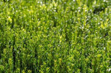 Bir çalıyı budadıktan sonra taze dallar ve saplar