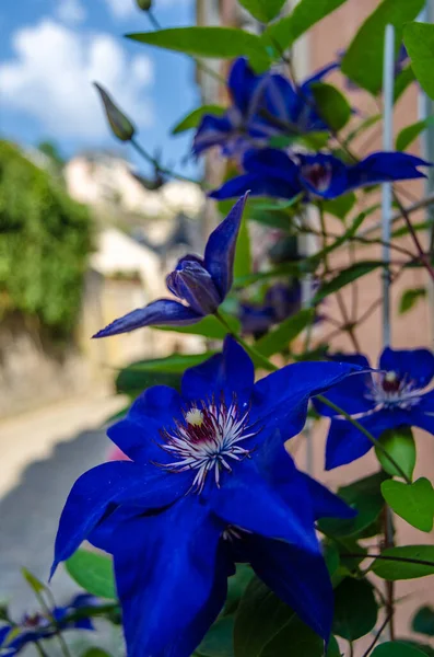 Çiçeklerdeki mor çiçeklerin doğal arkaplanı