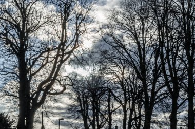 Leafless branches over blue sky background in winter