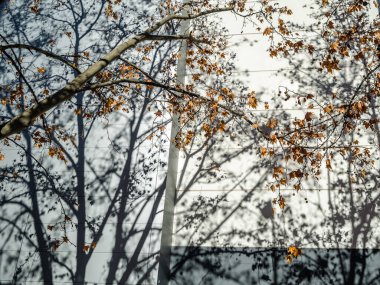 Background of branches shadow on a building facade
