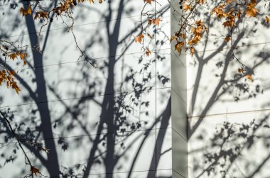 Background of branches shadow on a building facade