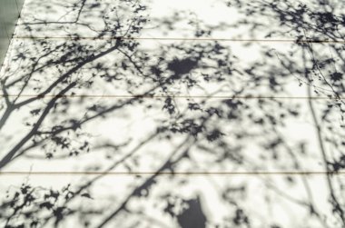 Background of branches shadow on a building facade