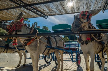 Donkeys in the town of Mijas, Andalusia, southern Spain. One of the tourist attractions in Mijas is sightseeing in Burro-taxis or donkey-drawn carts and donkey-back rides