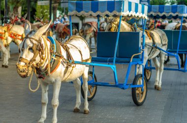 Donkeys in the town of Mijas, Andalusia, southern Spain. One of the tourist attractions in Mijas is sightseeing in Burro-taxis or donkey-drawn carts and donkey-back rides