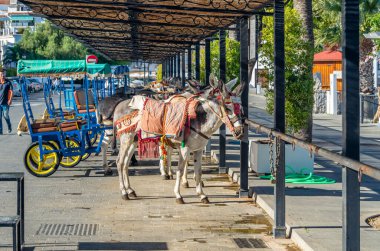 MIJAS, SPAIN - OCTOBER 9, 2021: Donkeys in the town of Mijas, Andalusia, southern Spain. One of the tourist attractions in Mijas is sightseeing in Burro-taxis or donkey-drawn carts and donkey-back rides