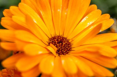 Kadife çiçeğinin ayrıntıları (Calendula), doğal arkaplan