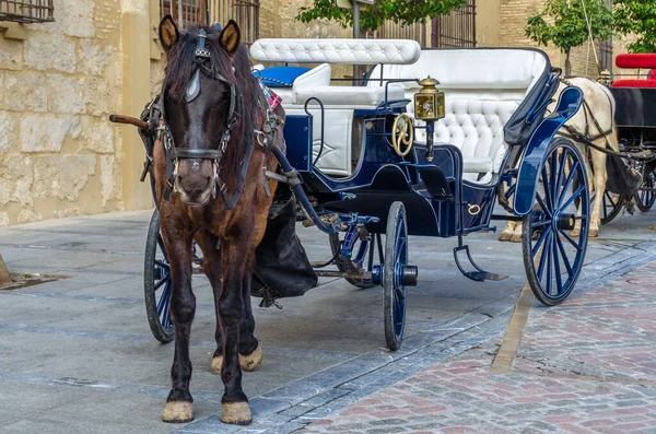 Stock image Horses in the city of Cordoba, Andalusia, southern Spain