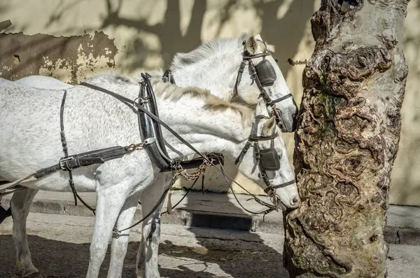 Paarden Cordoba Andalusië Zuid Spanje — Stockfoto