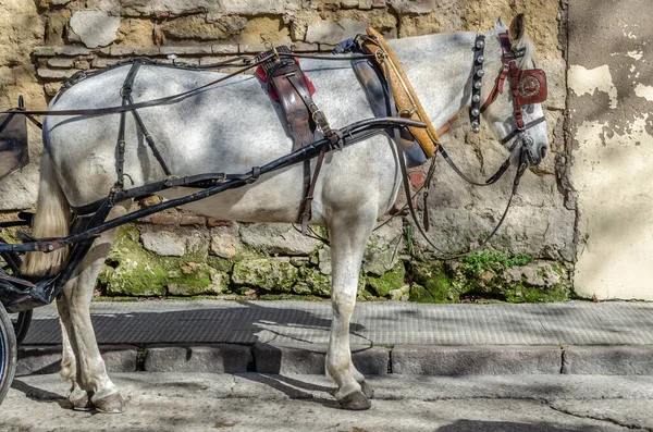 Güney İspanya, Endülüs 'teki Cordoba şehrinde atlar