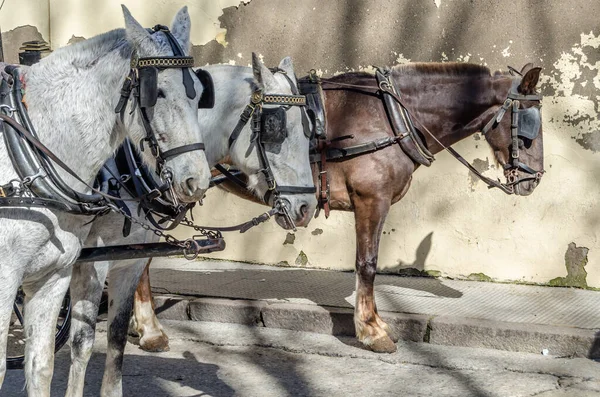 Лошади Городе Кордова Андалусия Южная Испания — стоковое фото