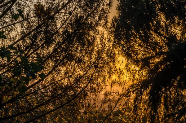 Естественный Фон Ветвей Над Оранжевым Небом Закате — стоковое фото