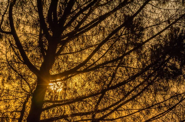 Luonnollinen Tausta Oksat Yli Oranssi Taivas Auringonlaskun — kuvapankkivalokuva