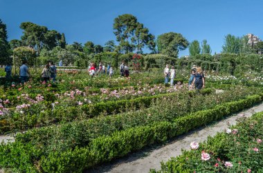 MADRID, İspanya - 4 Mayıs 2019: Madrid, İspanya 'daki Retiro parkında çiçek açarken insanlar gül bahçesini ziyaret ediyorlar