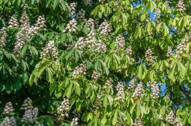 Çiçekli at kestanesi (Aesculus hippocastanum), bahar doğası geçmişi